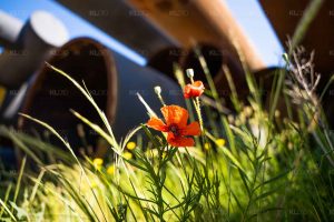 Roosje in de haven - Foto haven Rotterdam