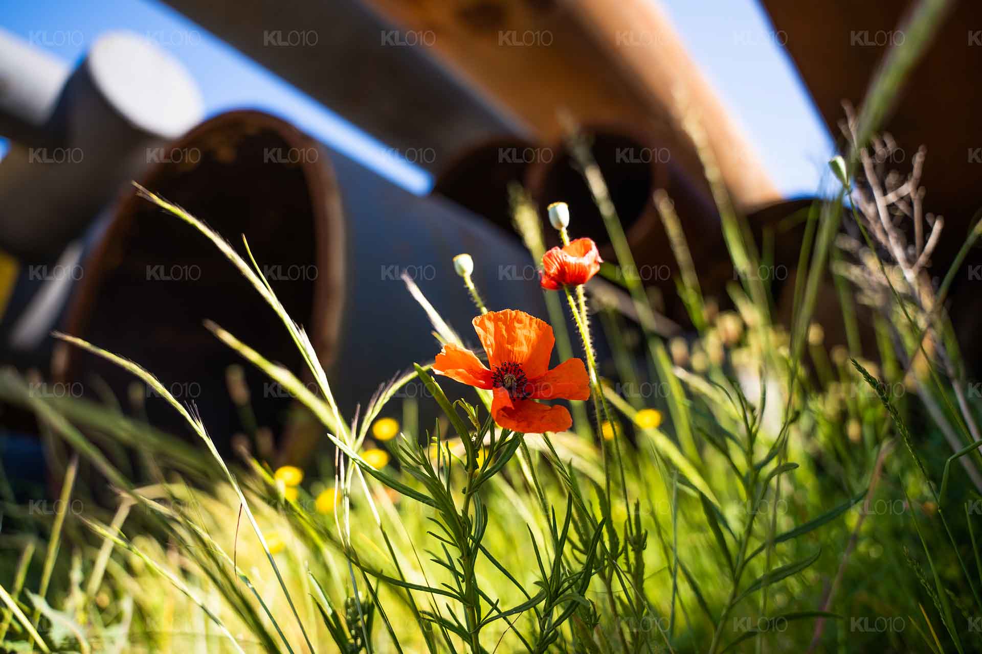 Roosje in de haven - Foto haven Rotterdam