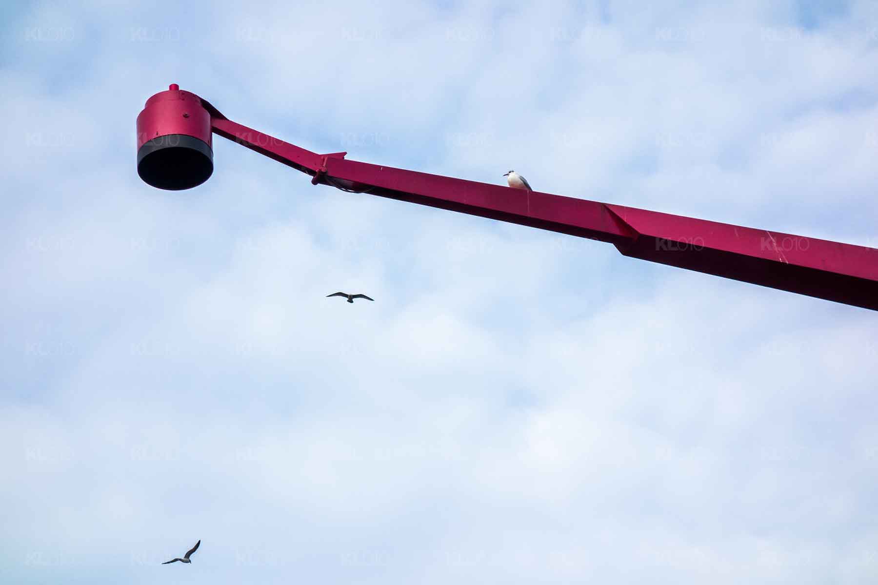 Vogelvrij op het Schouwburgplein