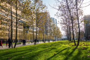 Groen op het Kruisplein - Rotterdam Centrum