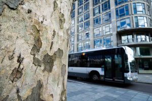Als bomen konden praten - Boom CS