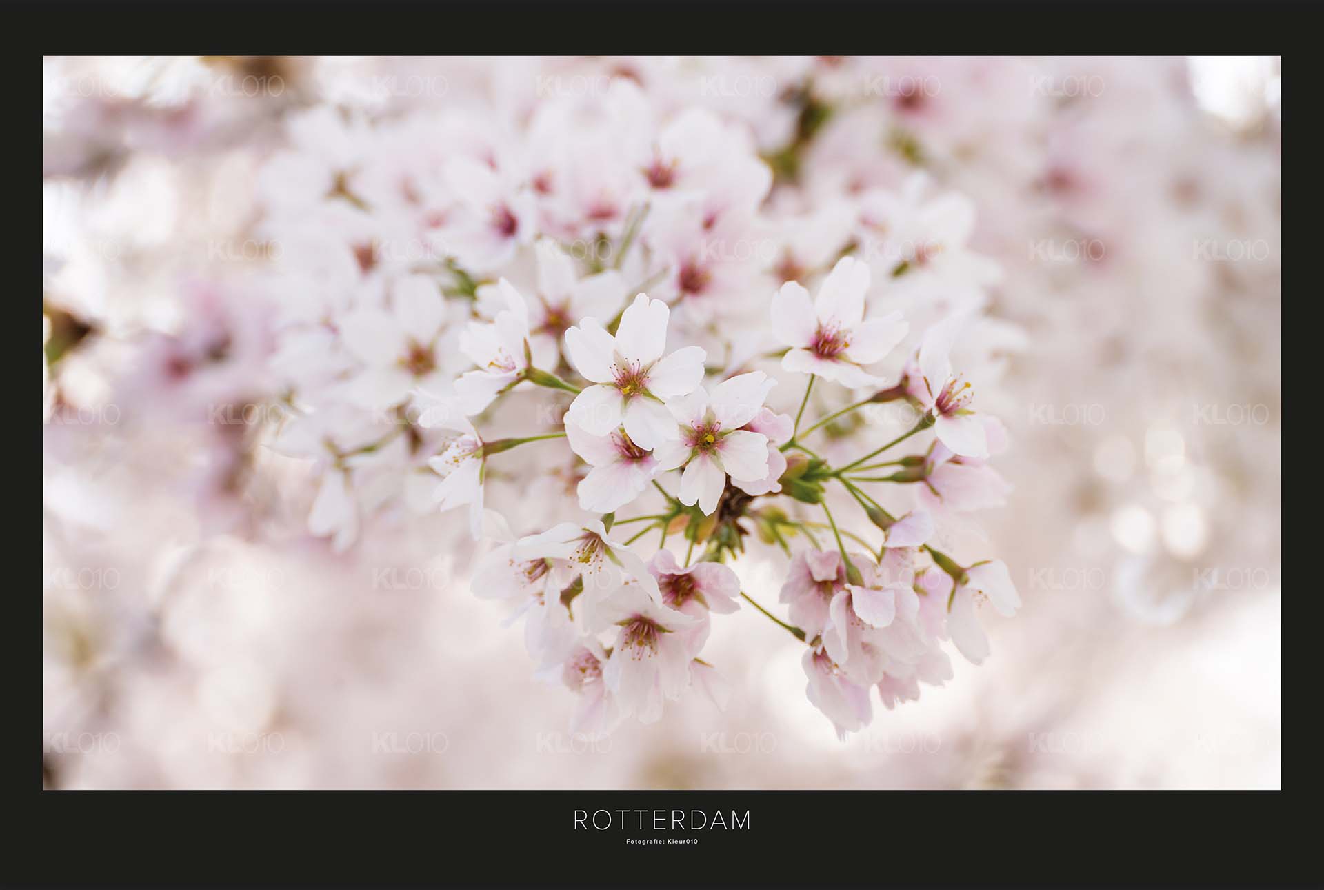 Bloesem in 010 - Natuur Rotterdam