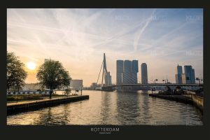 De Zwaan in de ochtendzon - Poster Erasmusbrug