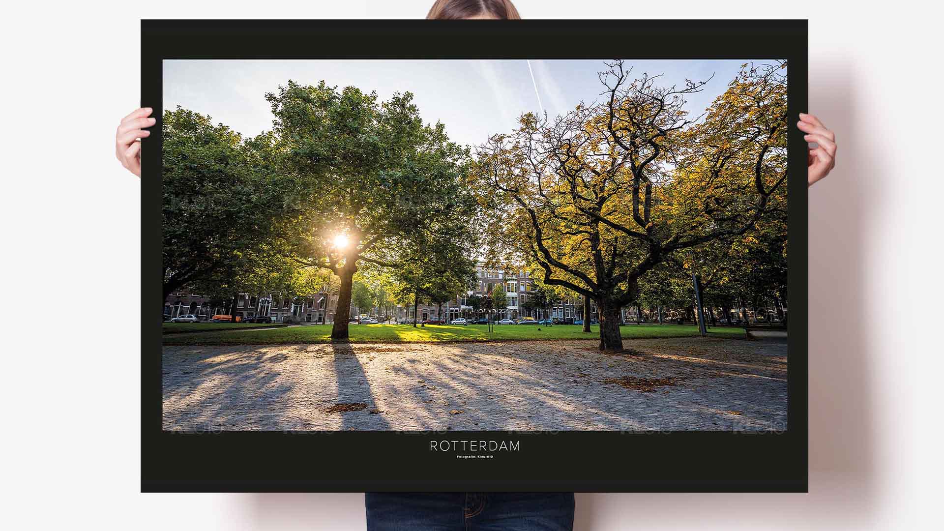 De bomen van het plein - Heemraadsplein Rotterdam